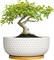 8" Ceramic Bonsai Pot – Round Indoor Planter with Drainage & Tray for Succulents & Decorative Plants